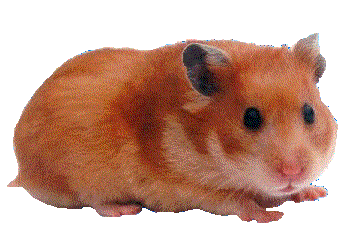 The Punim of Roscology